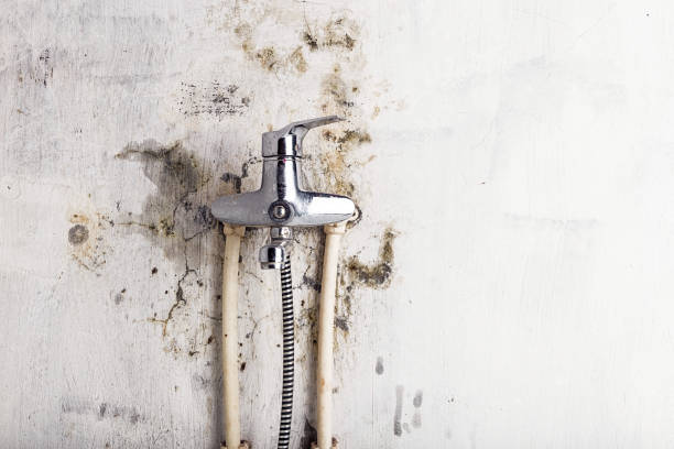 Best Emergency Mold Removal  in East Gaffney, SC