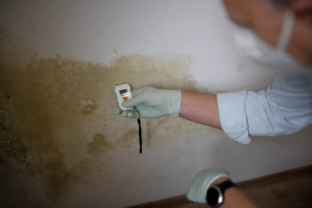 Office Mold Removal Services in East Gaffney, SC