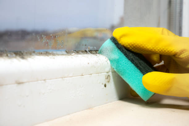 Best Professional Mold Removal  in East Gaffney, SC