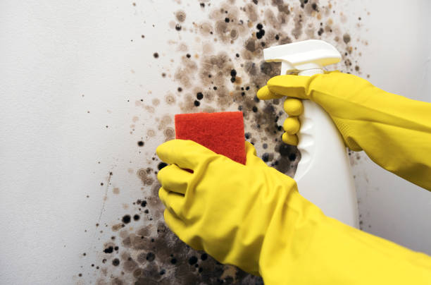 Best Crawl Space Mold Removal  in East Gaffney, SC