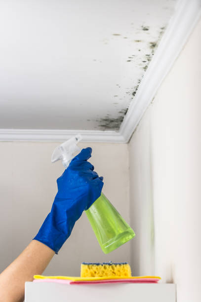 Best Residential Mold Removal  in East Gaffney, SC